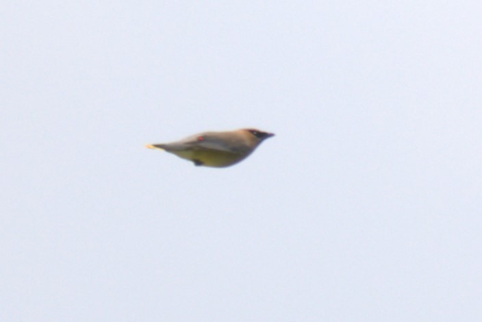 Cedar Waxwing - ML639028860
