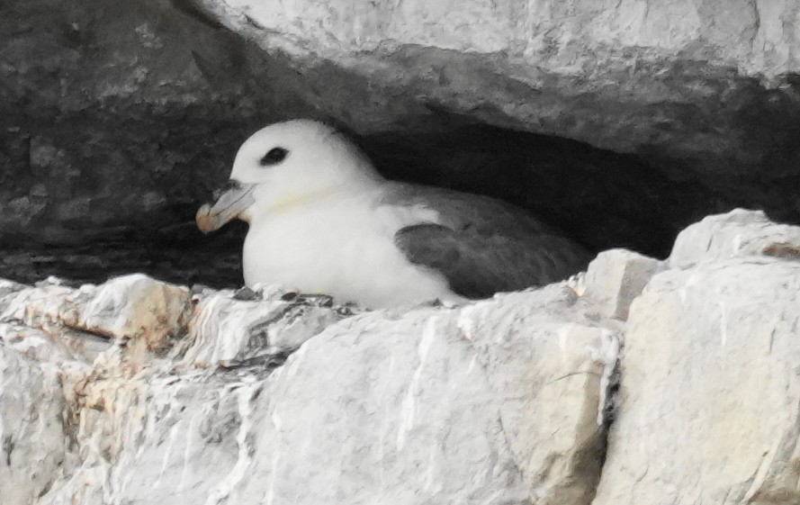 Northern Fulmar - ML639028861