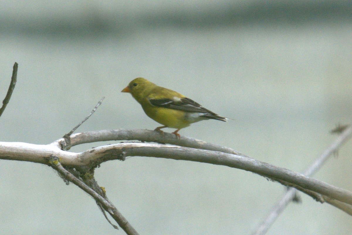 American Goldfinch - ML639028871