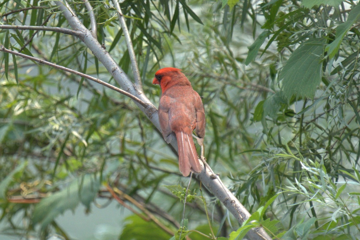 Northern Cardinal - ML639028911
