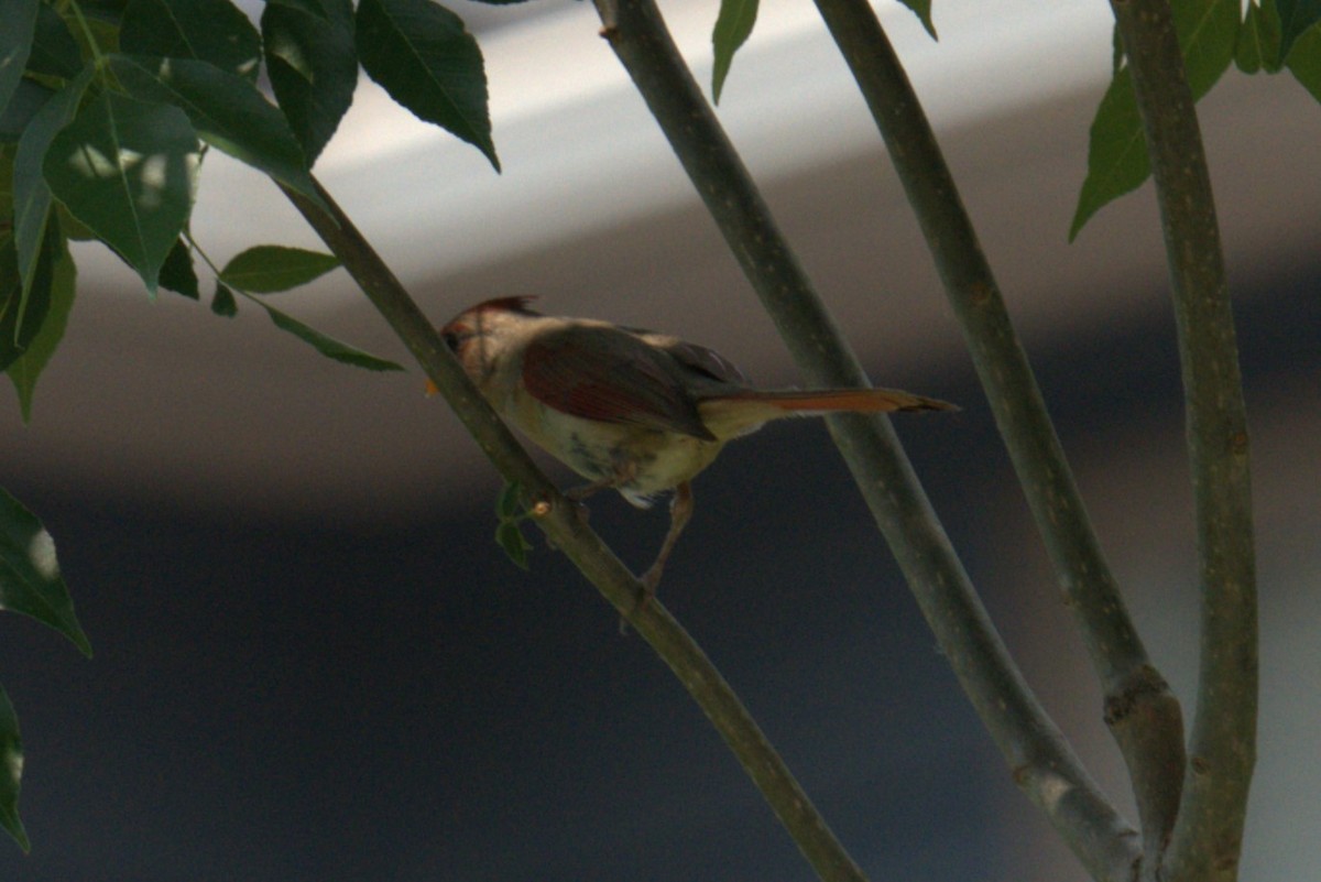 Northern Cardinal - ML639028912