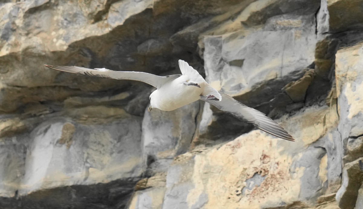 Northern Fulmar - ML639028978