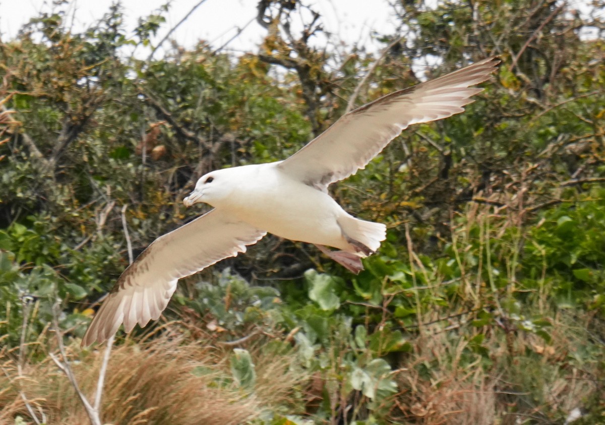 Northern Fulmar - ML639028989