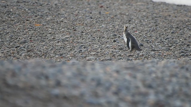Magellanic Penguin - ML639028994