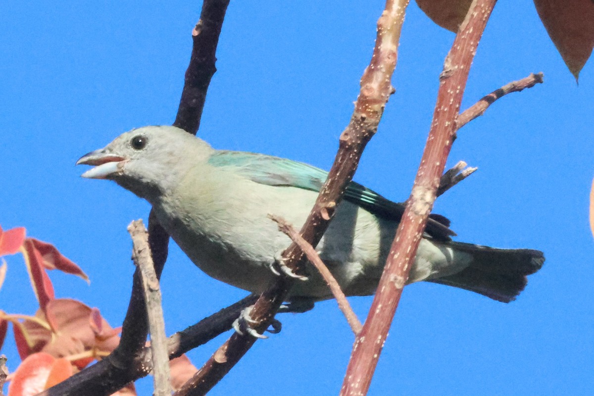 Sayaca Tanager - ML639029093