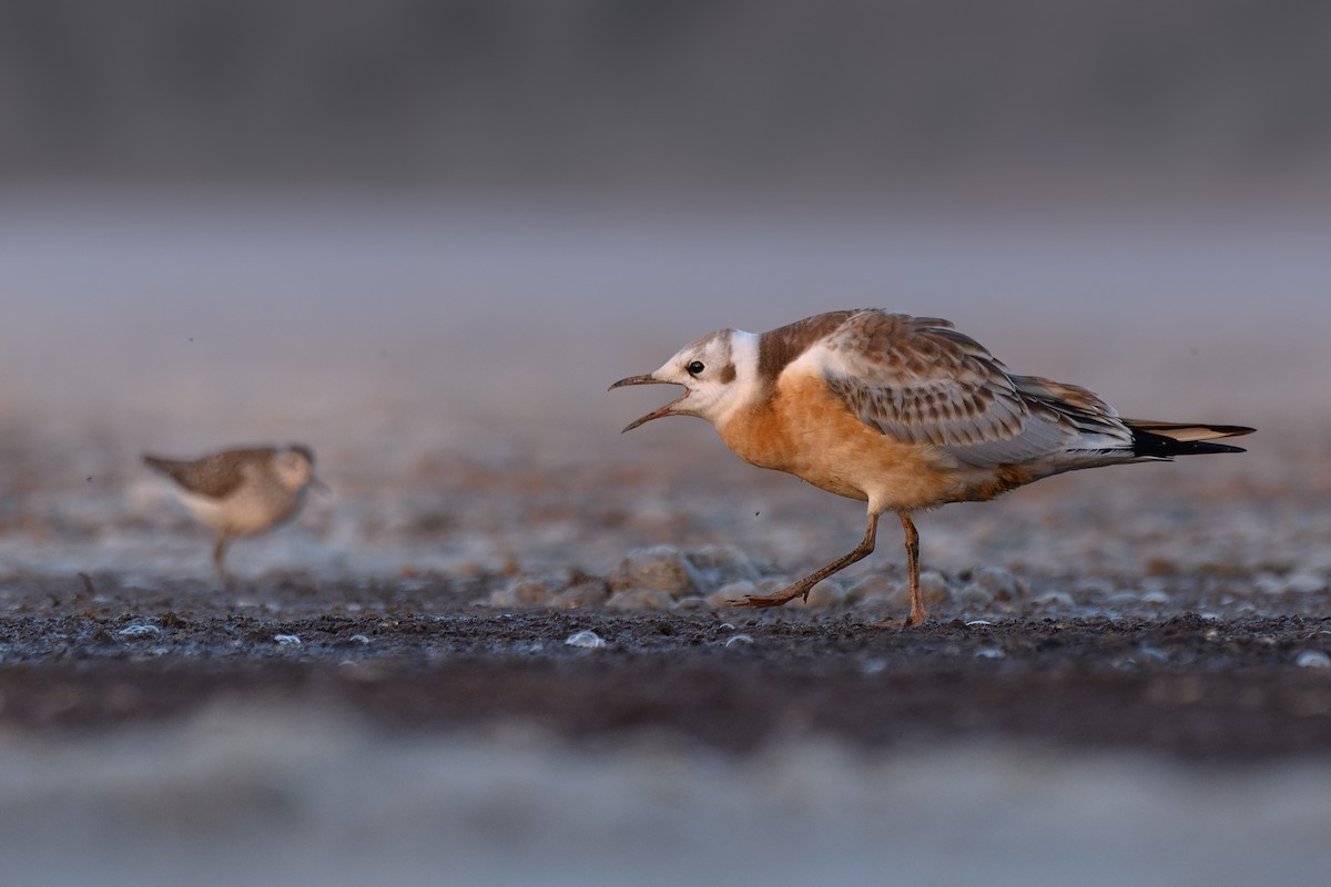 Мартин звичайний - ML639029112