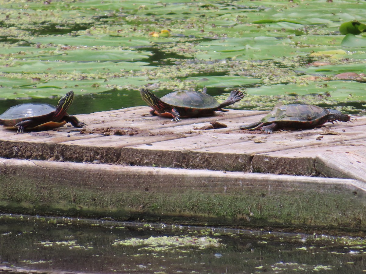 Painted Turtle - ML639029126
