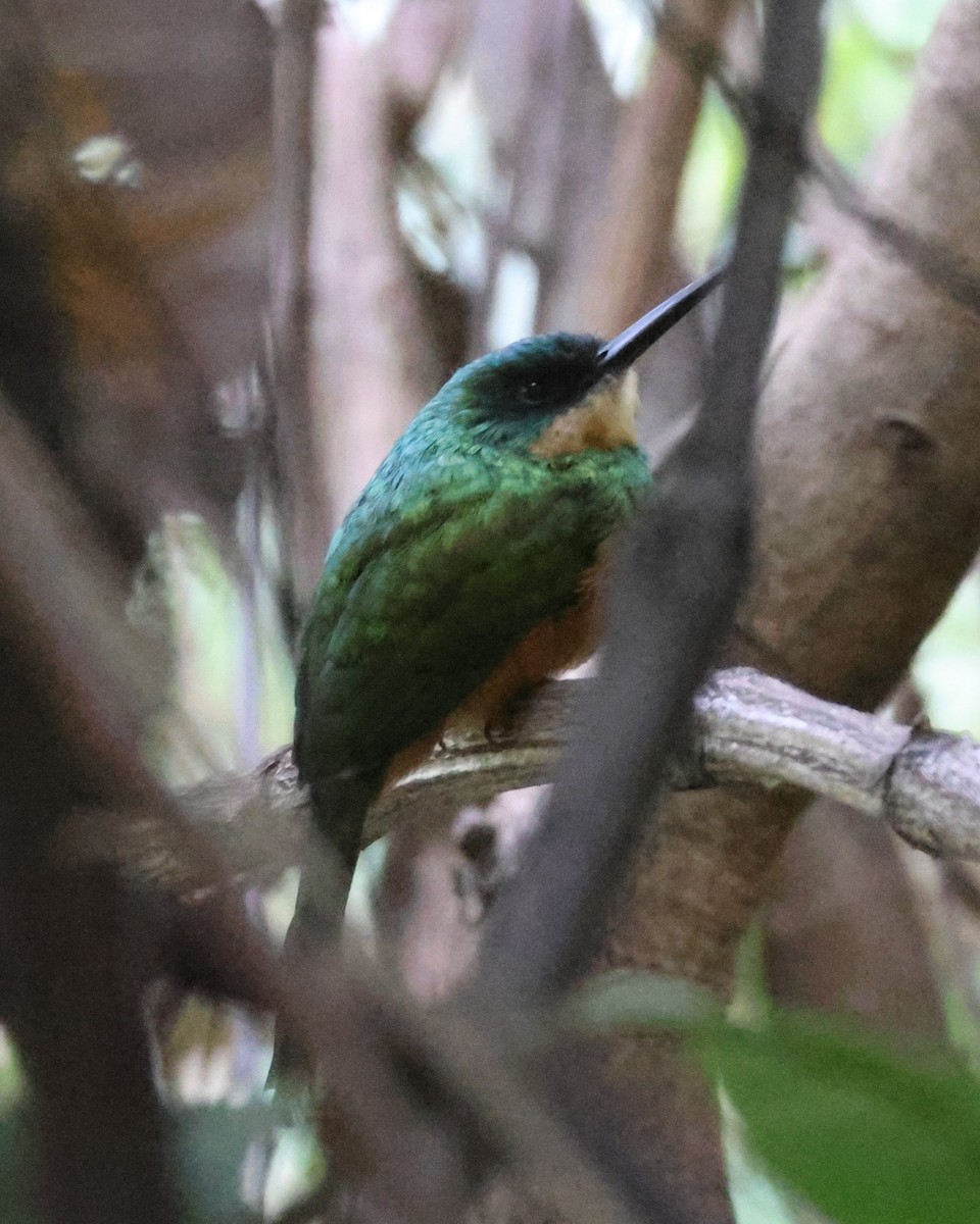 Rufous-tailed Jacamar - ML639029139