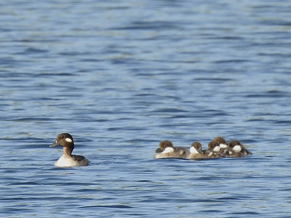 Bufflehead - ML639029187