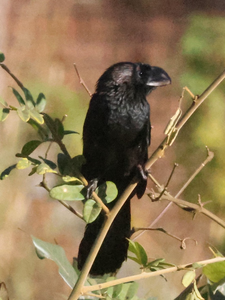 Smooth-billed Ani - ML639029231