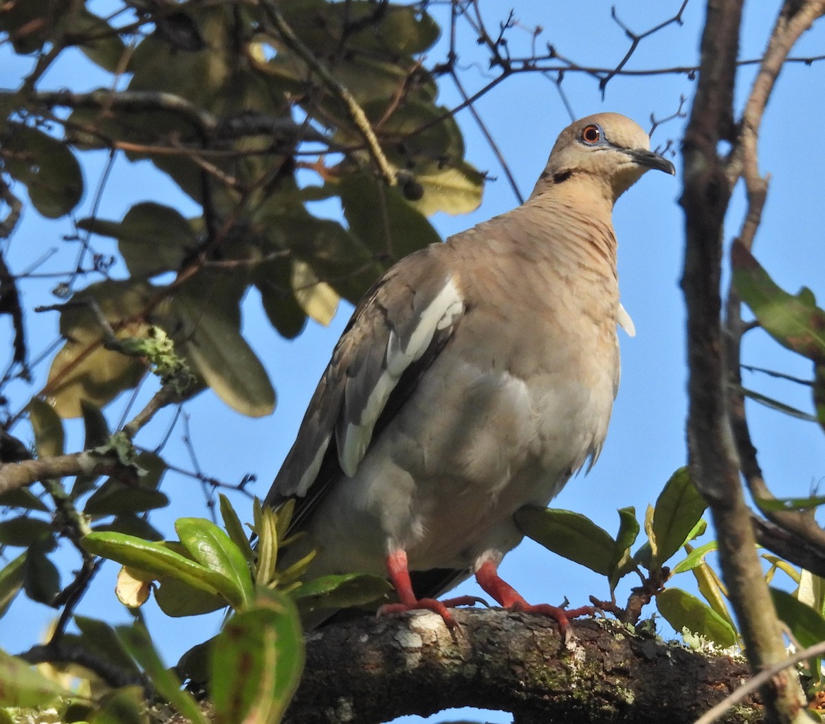 White-winged Dove - ML639029237