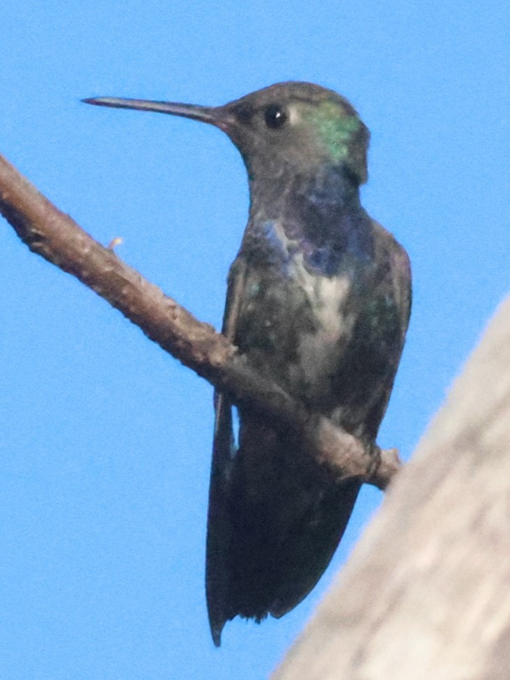 Sapphire-spangled Emerald - ML639029263