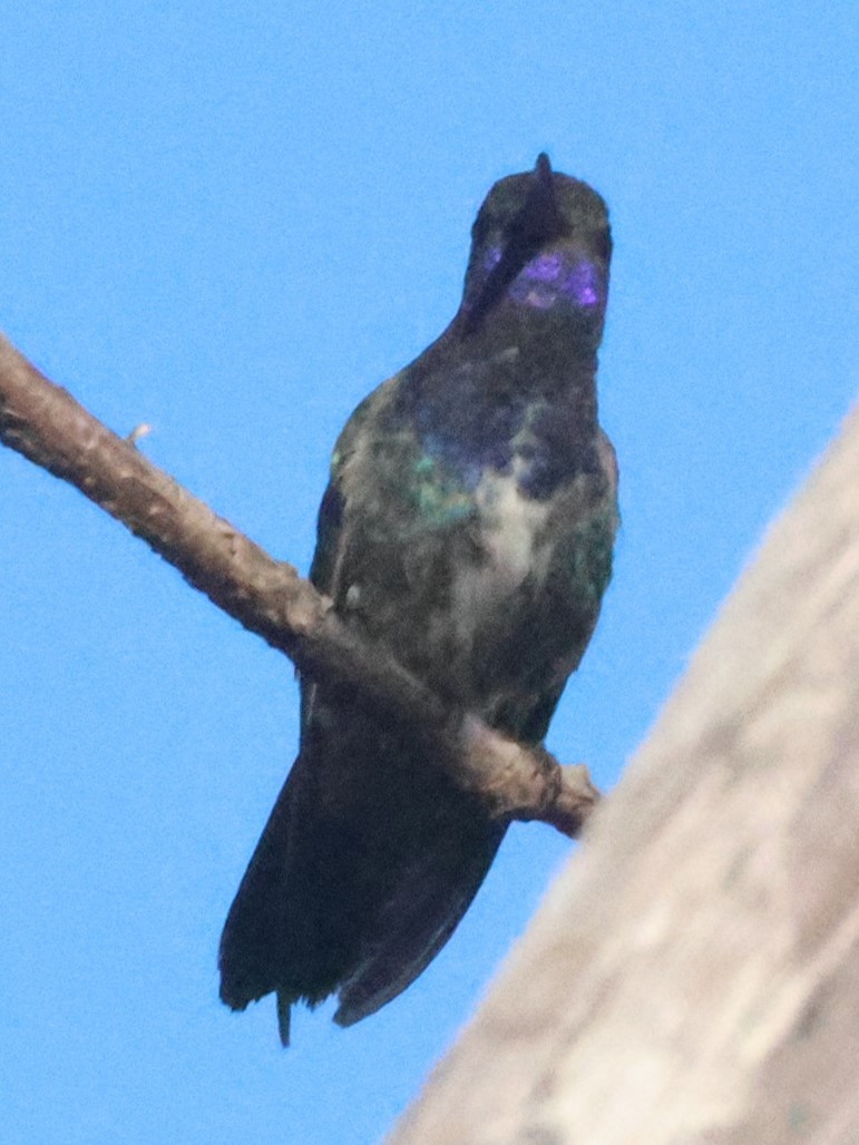 Sapphire-spangled Emerald - ML639029264