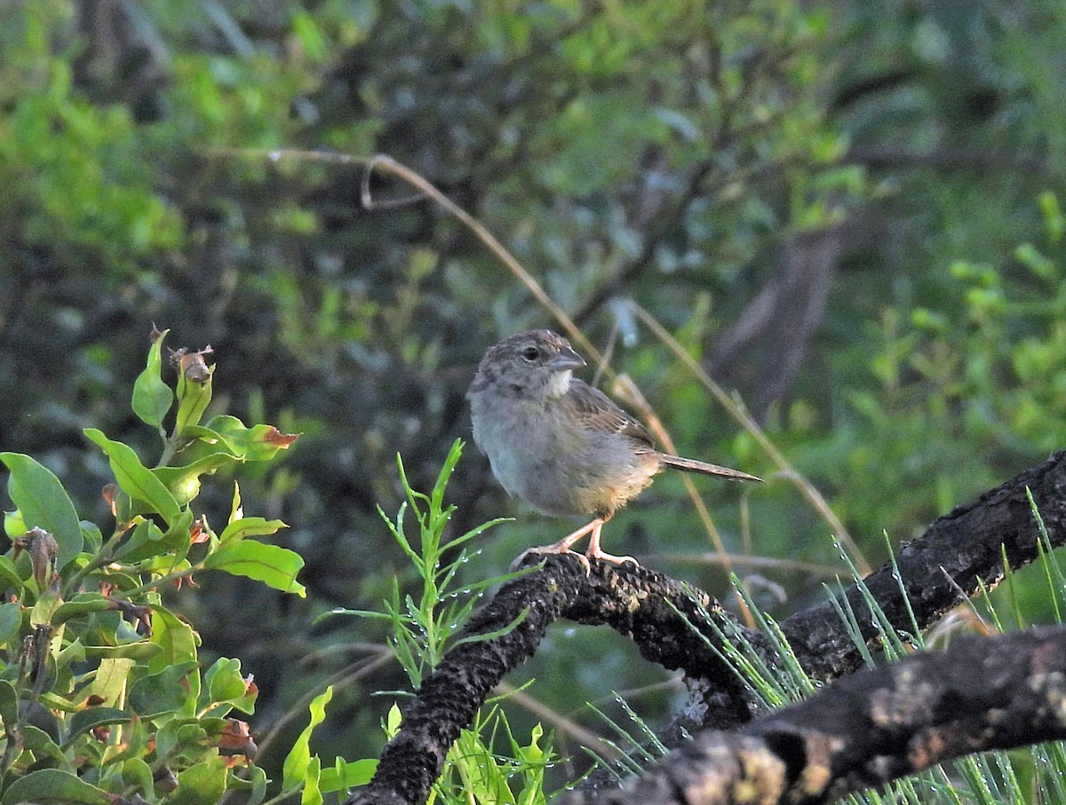 Bruant des pinèdes - ML639029271