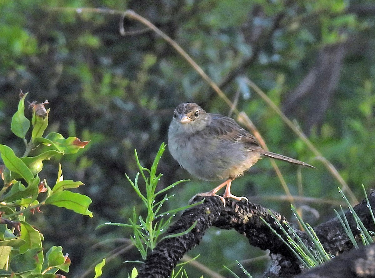 Bruant des pinèdes - ML639029294