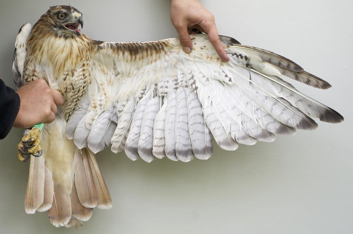 Red-tailed Hawk - ML639029347