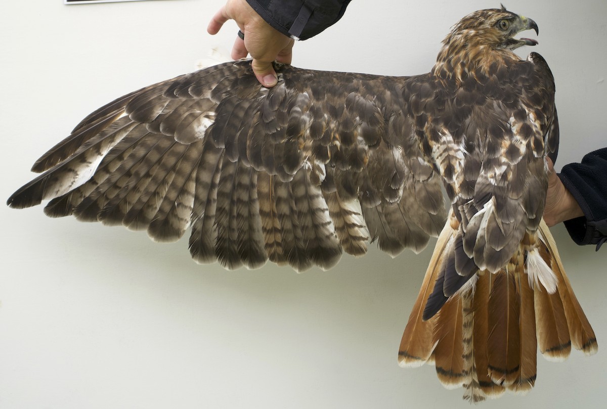 Red-tailed Hawk - ML639029351
