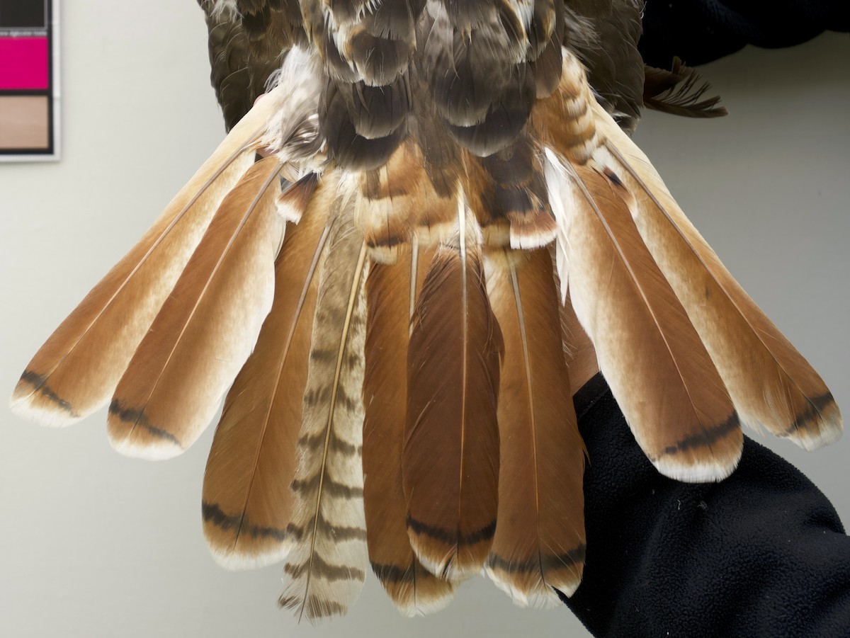 Red-tailed Hawk - ML639029353