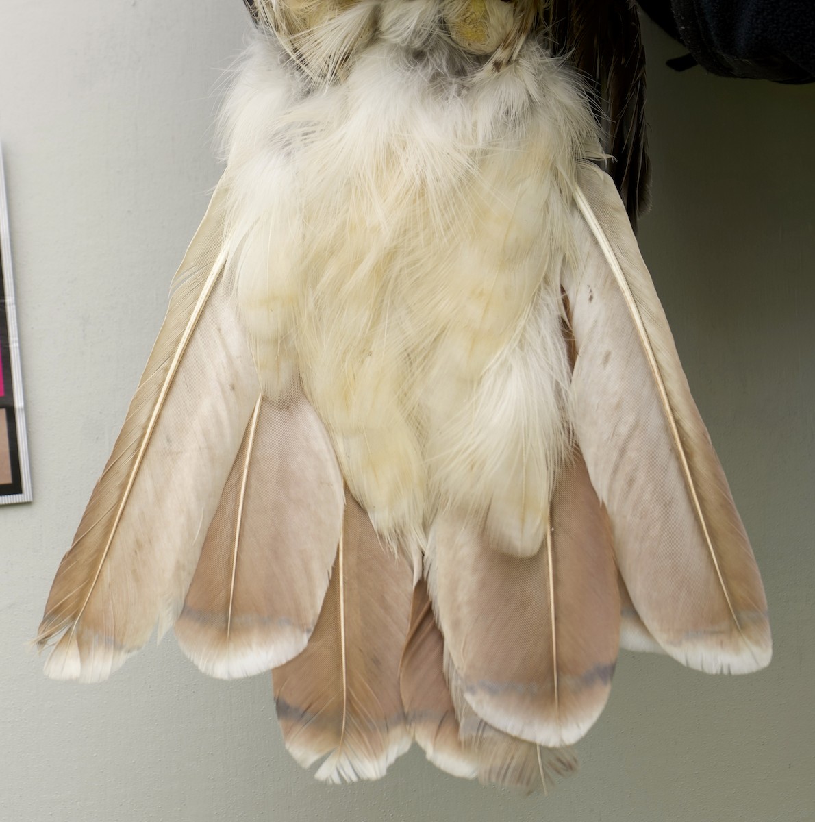 Red-tailed Hawk - ML639029359