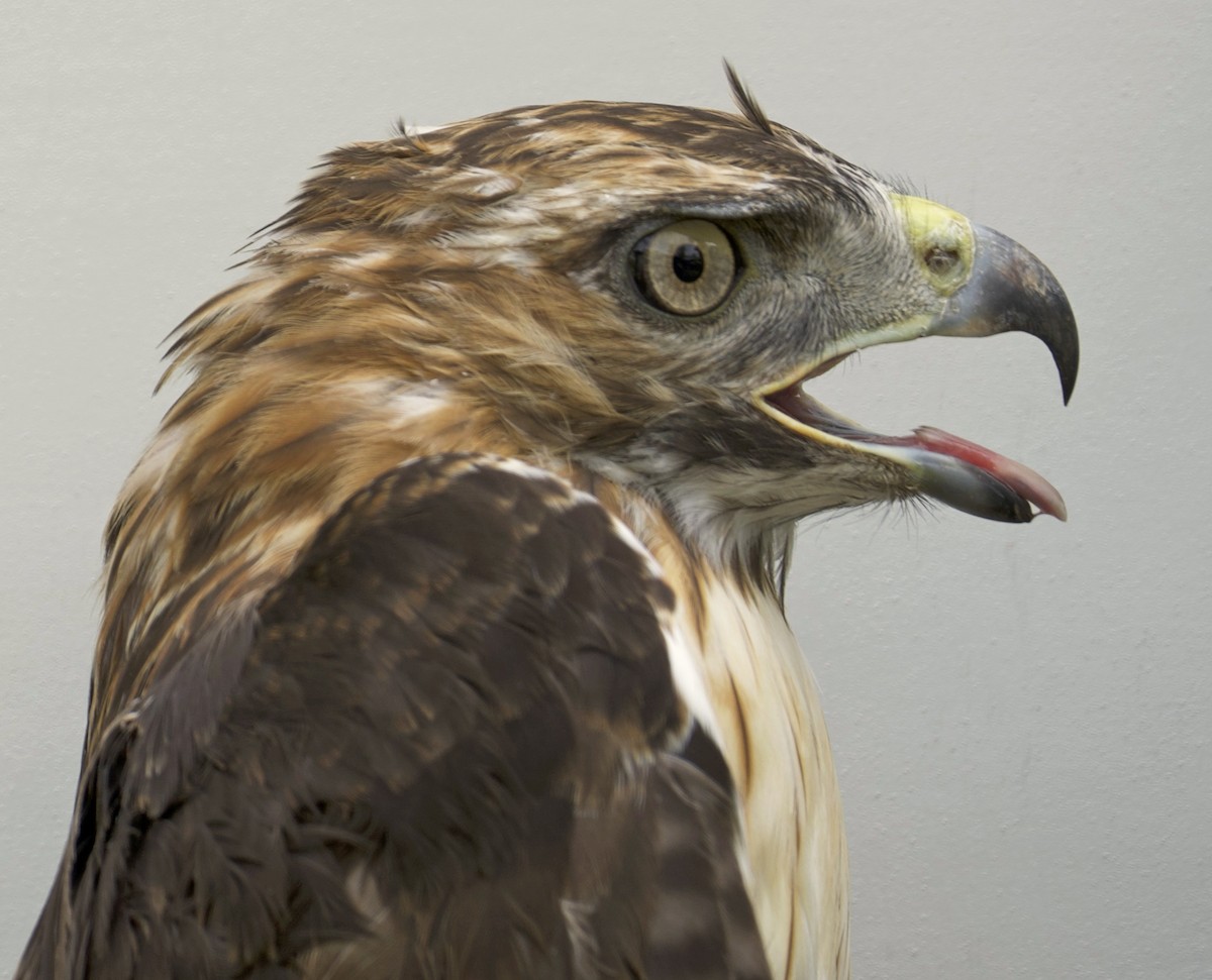 Red-tailed Hawk - ML639029362
