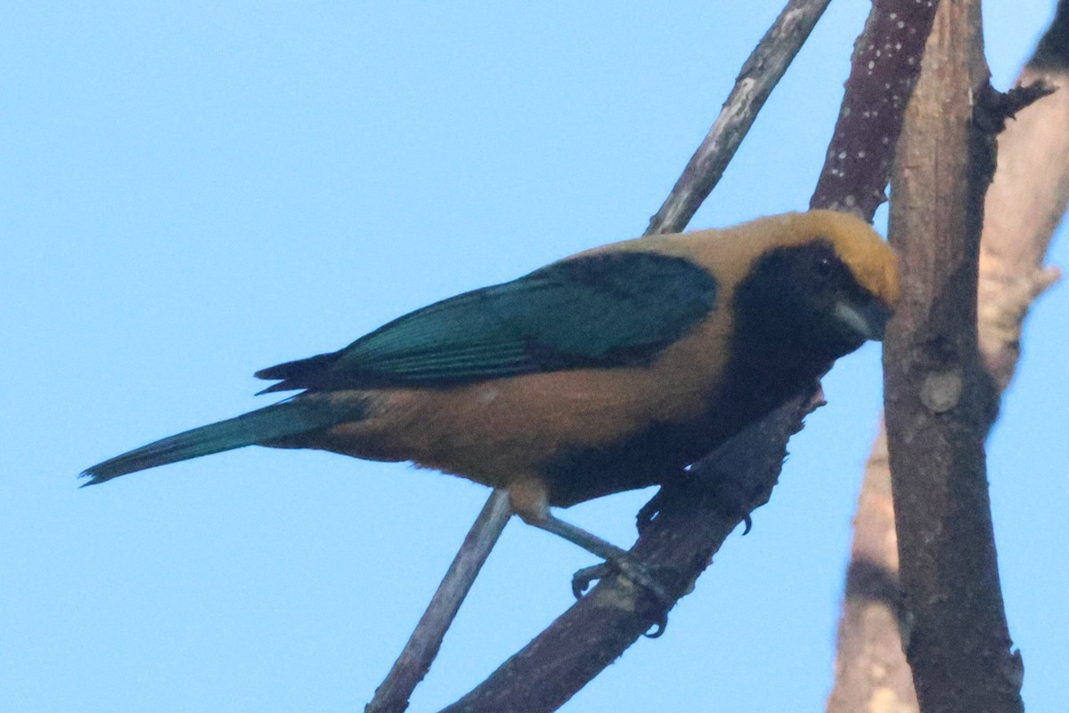 Burnished-buff Tanager - ML639029364