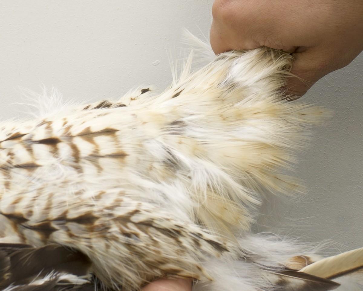 Red-tailed Hawk - ML639029367