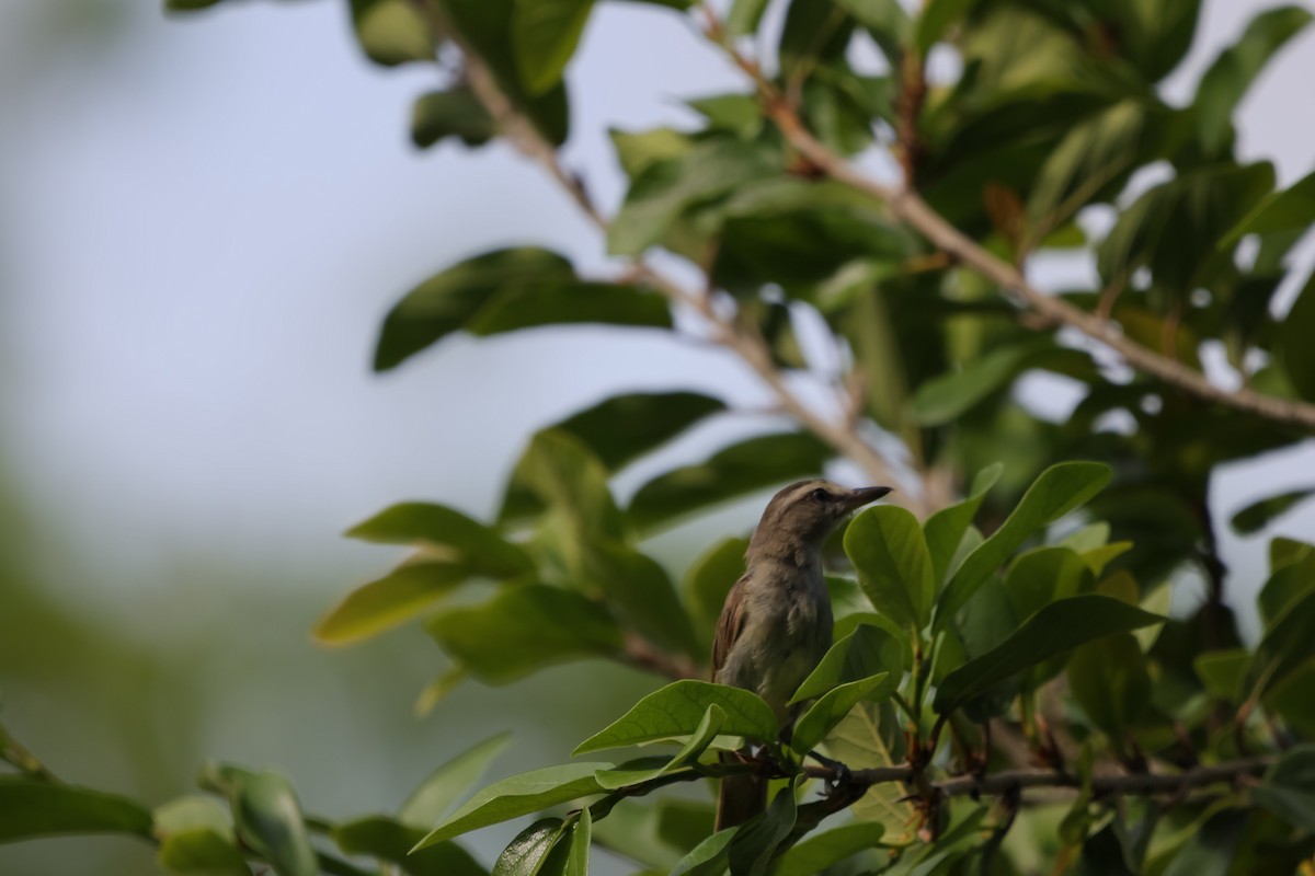 Yucatan Vireo - ML639029393