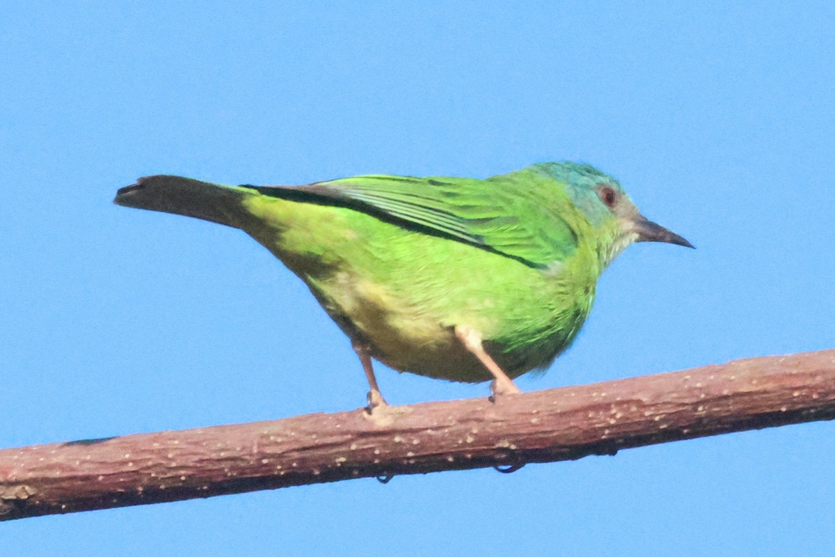 Blue Dacnis - ML639029405