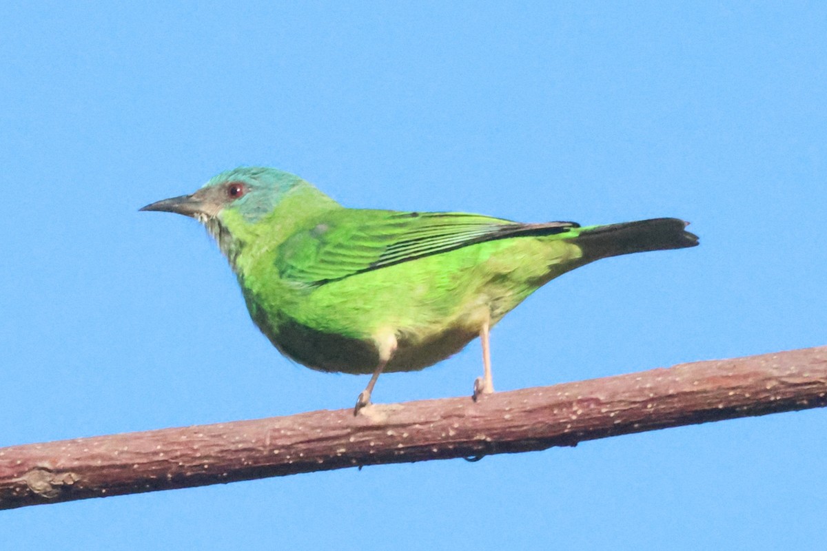 Blue Dacnis - ML639029406