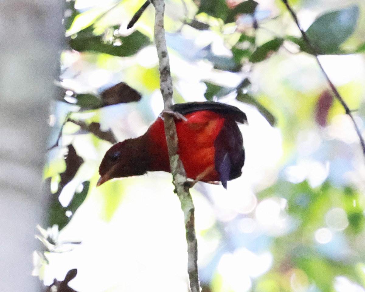 Black-necked Red-Cotinga - ML639029413