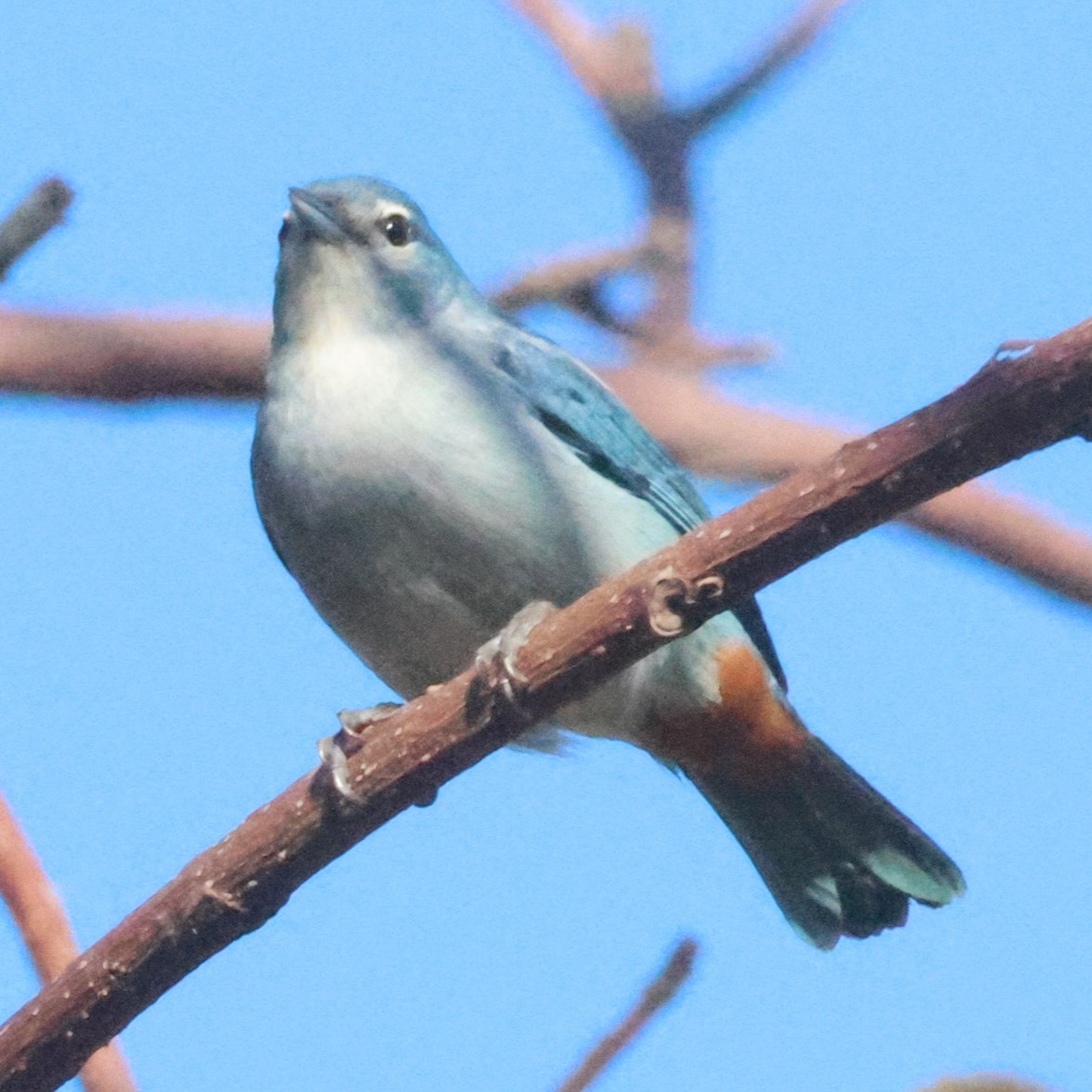 Chestnut-vented Conebill - ML639029447