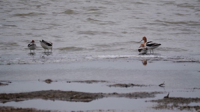 American Avocet - ML639029478