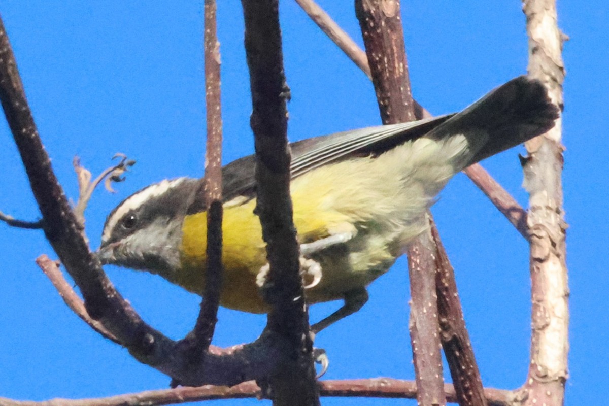 Bananaquit - ML639029487