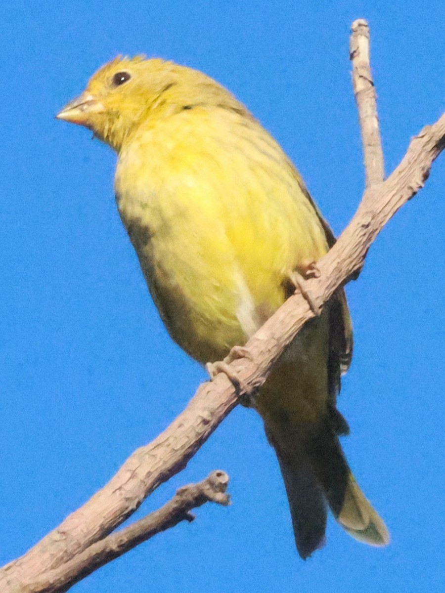 Saffron Finch - ML639029535