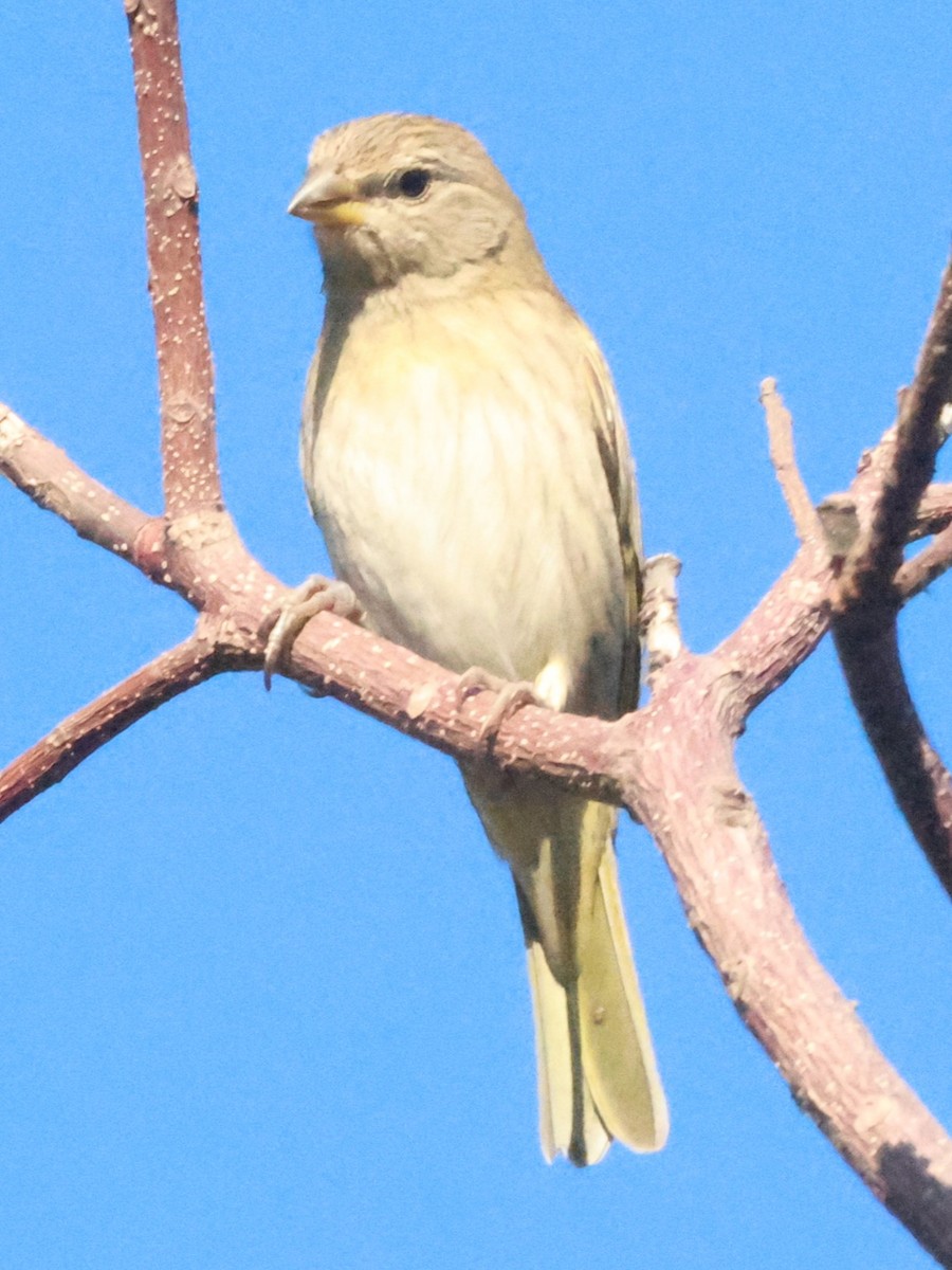 Saffron Finch - ML639029536