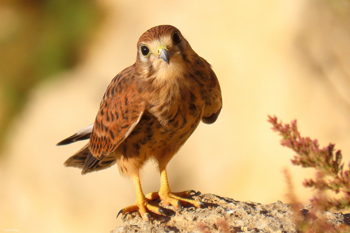 Eurasian Kestrel - ML639029539