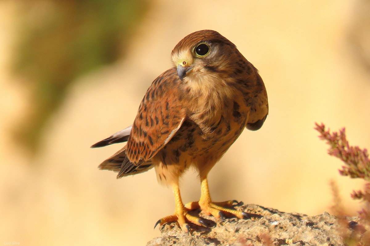 Eurasian Kestrel - ML639029540