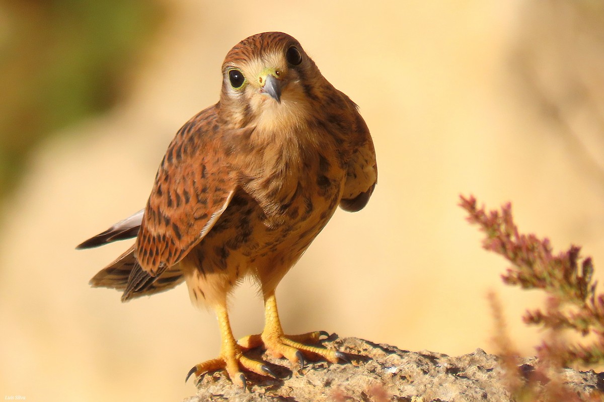 Eurasian Kestrel - ML639029541