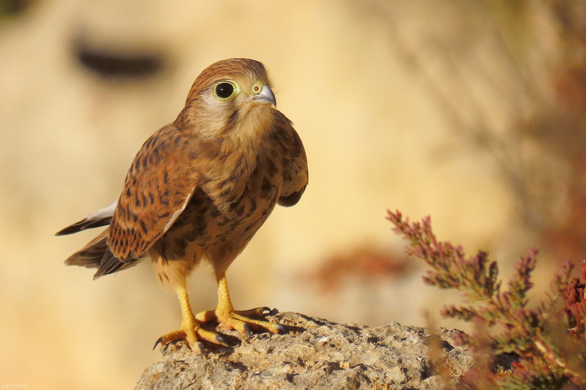 Eurasian Kestrel - ML639029542