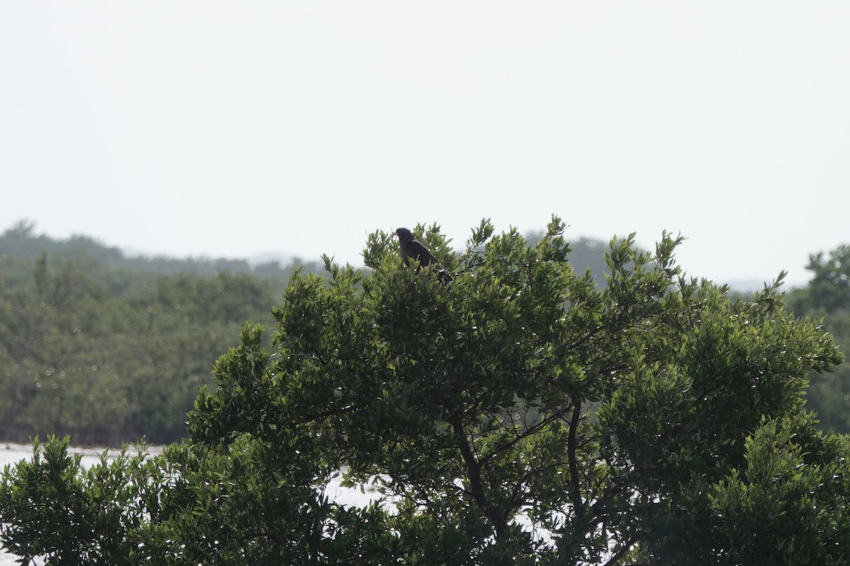 Cuban Black Hawk - ML639029551