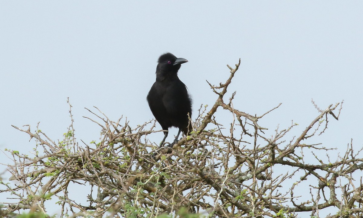 svartskjære - ML639029555