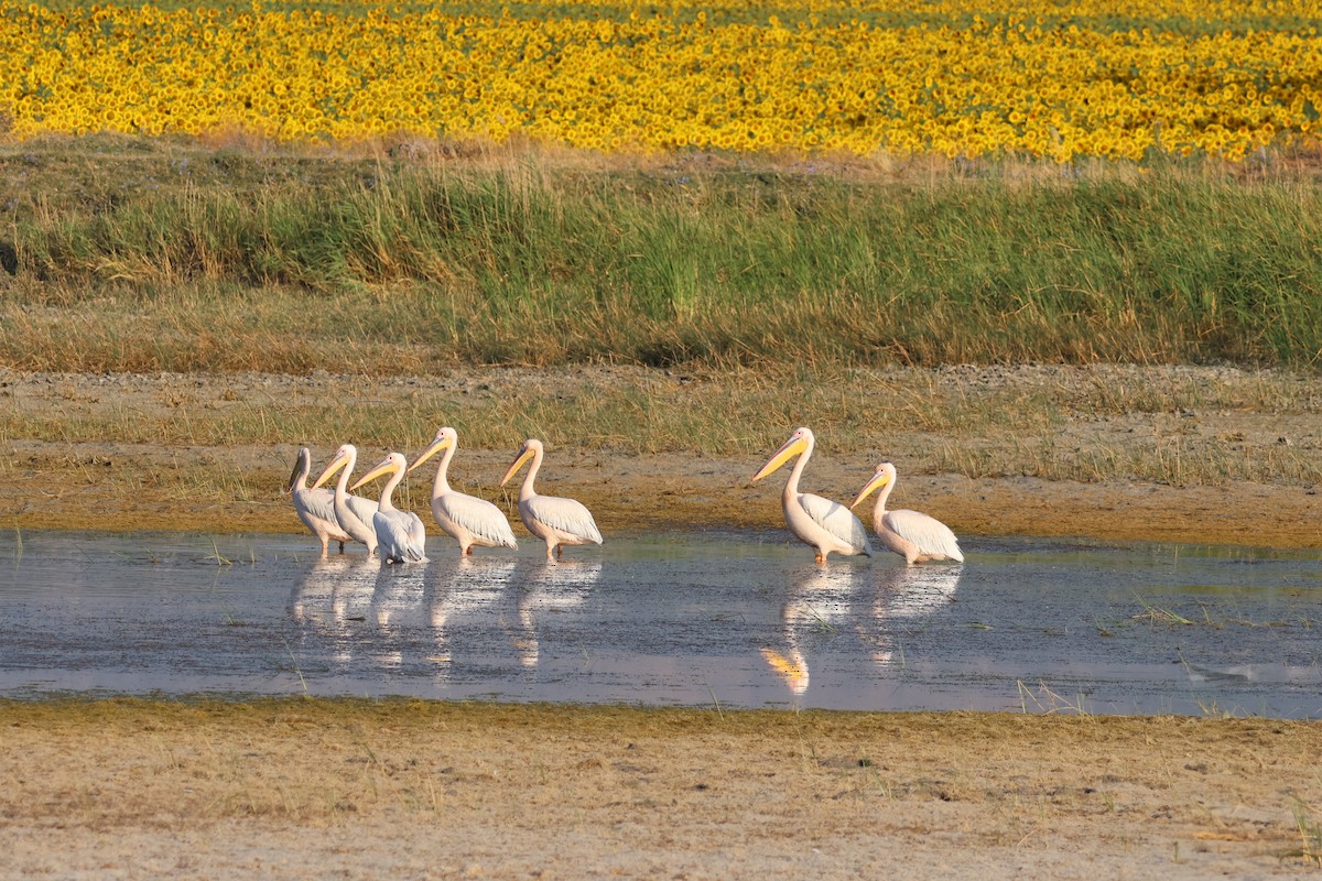 Great White Pelican - ML639029559