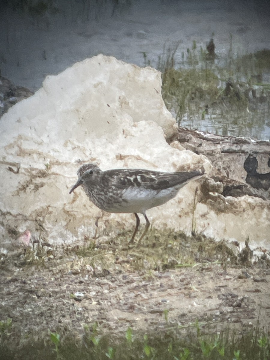 Least Sandpiper - ML639029652