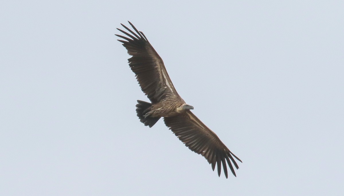 White-backed Vulture - ML639029654