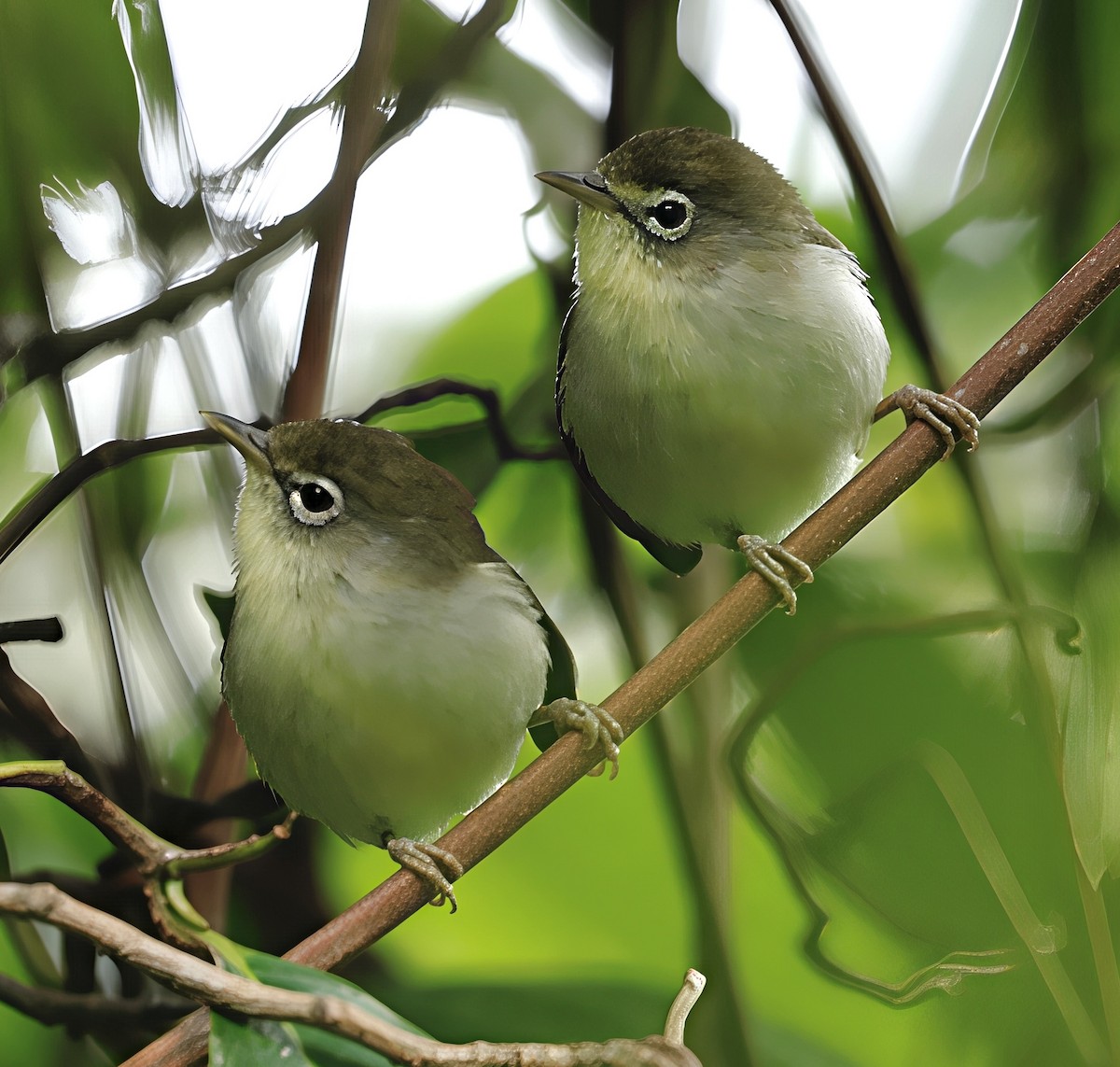 Principe White-eye - ML639029666