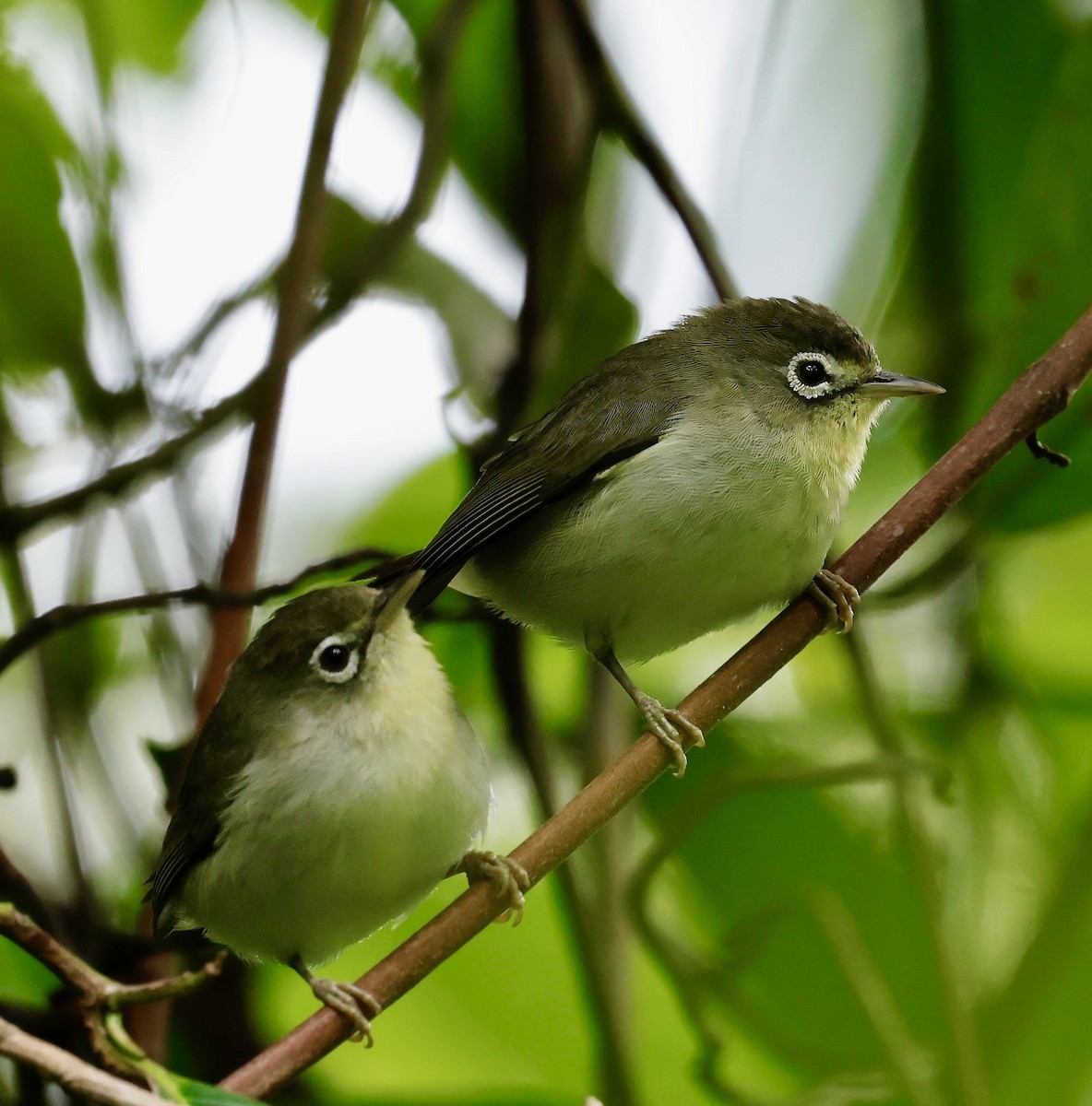 Principe White-eye - ML639029667