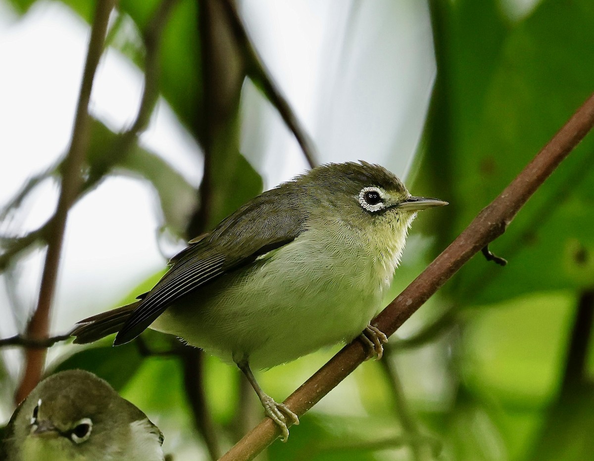 Principe White-eye - ML639029668