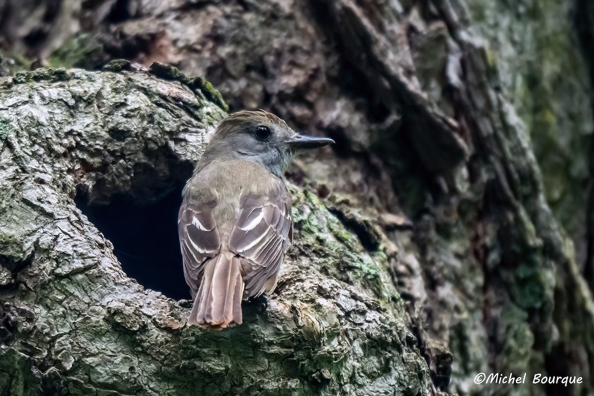 Great Crested Flycatcher - ML639029761