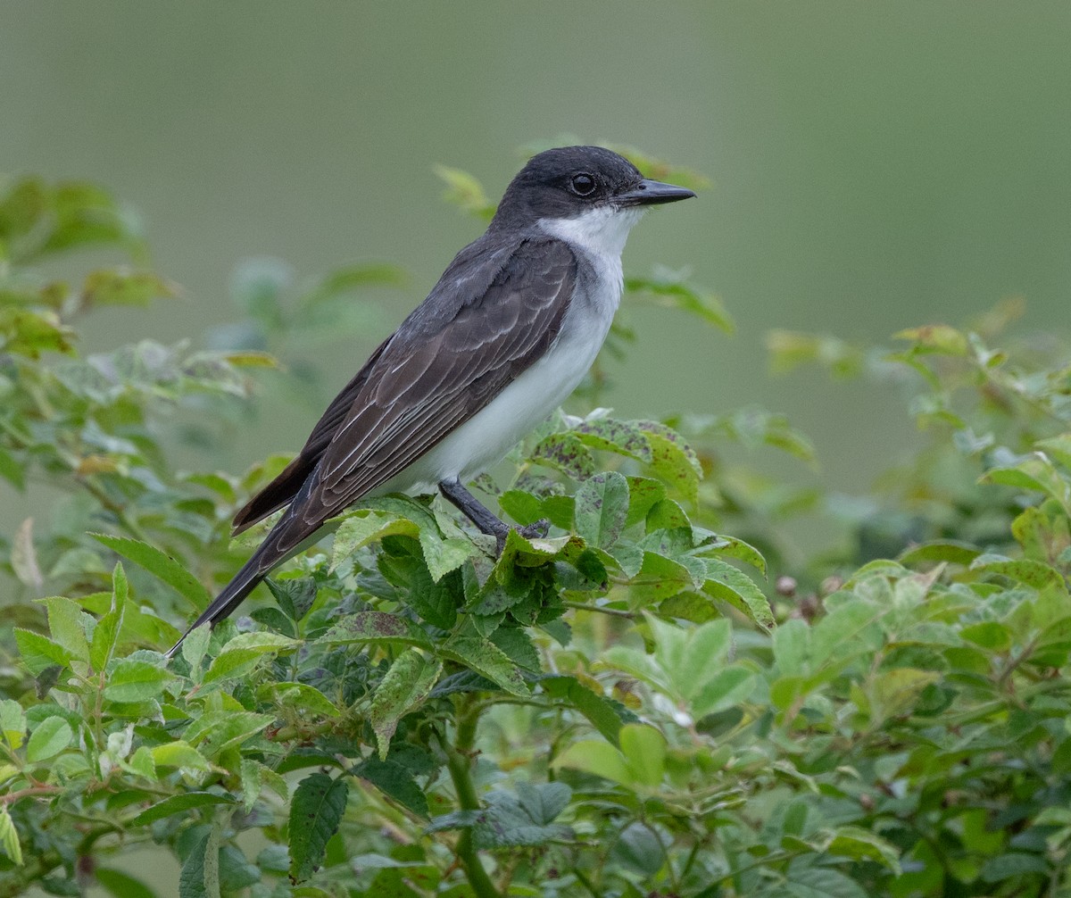 Eastern Kingbird - ML639030028