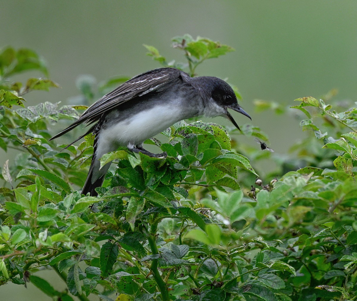 Eastern Kingbird - ML639030030
